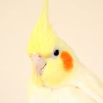 小森